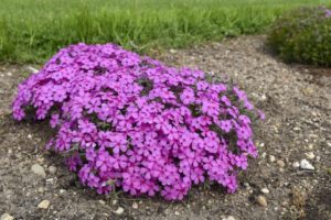Phlox 'Spring Bling Ruby Riot' 