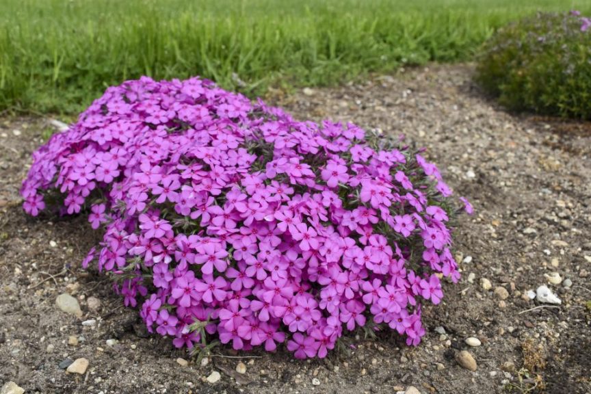Phlox 'Spring Bling Ruby Riot' 
