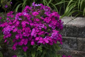 Phlox 'Luminary Ultraviolet' 
