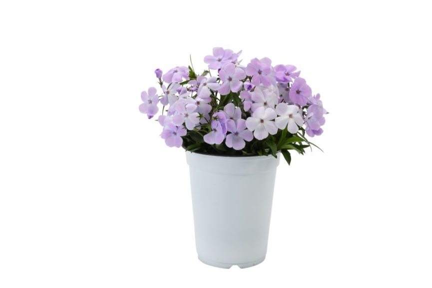 Phlox 'Woodlander Lilac'