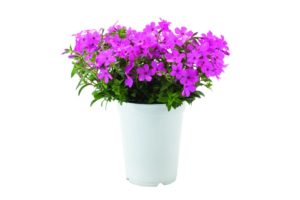 Phlox 'Woodlander Pink'