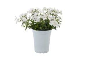 Phlox 'Woodlander White' 