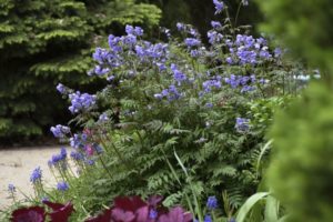 Polemonium 'Heaven Scent' 