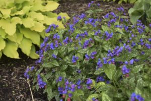 Pulmonaria 'Spot On' 