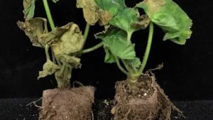 Ralstonia Update: USDA Using New Detection Tool