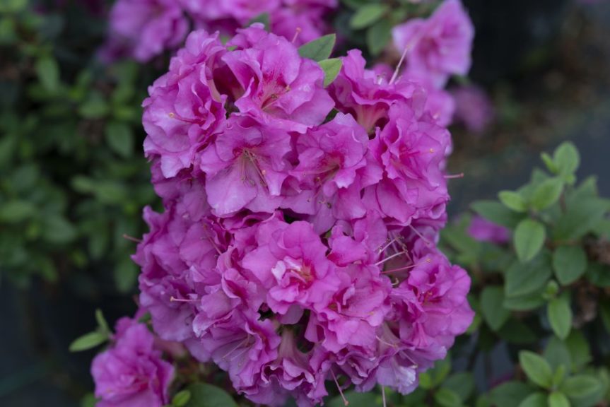 Rhododendron 'Perfecto Mundo Double Purple' 