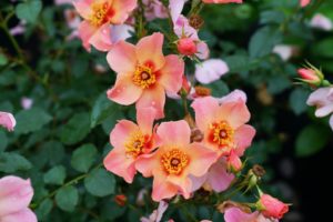 Rosa 'Ringo All-Star' 