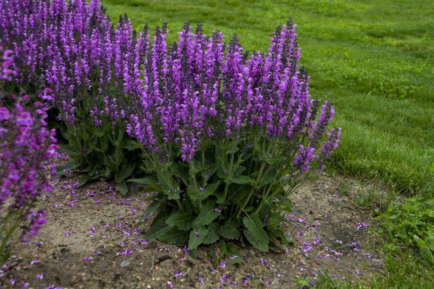 Salvia 'Color Spires Back to the Fuchsia' 