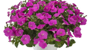 FotoFinish™ Petunia