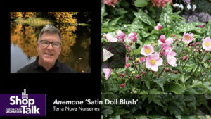 Shop Talk: New Plant Highlights From Terra Nova Nurseries