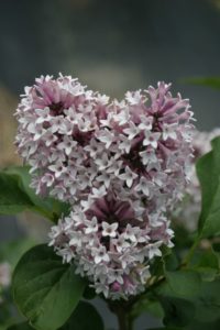 Syringa 'Baby Kim'
