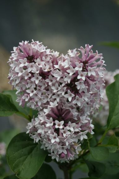 Syringa 'Baby Kim'