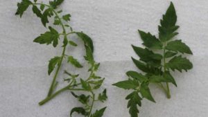 Tomato Breeder IDs Gene That Provides Resistance to Devastating Disease
