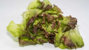 Sakata Increases Lettuce Offering With Purchase of Vanguard Seed