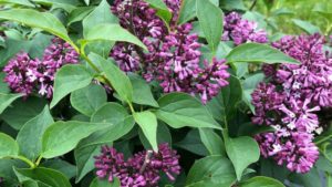 Proven Winners ColorChoice Shrubs 2020 Introductions from Spring Meadow Nursery