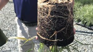 Problem-Free Production Scheduling for Panicum