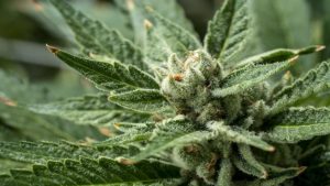 How Environmental Stresses Can Impact Cannabinoid Production