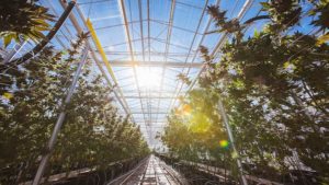 North America's Largest Cannabis Growers