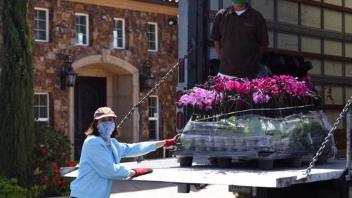 Plant Breeders Offer Community Support During Coronavirus Pandemic