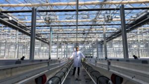 Experts Share Top Tips for Greenhouse Hemp Cultivation