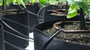 Cannabis Water Management Committee Wants Your Advice