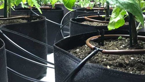 Cannabis Water Management Committee Wants Your Advice