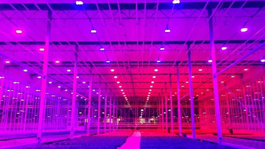 Get the Facts About Full-Spectrum Lighting - Greenhouse Grower