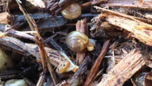 Sustainable Crop Protection on the Rise for Greenhouse Growers