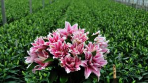 Top 100 Greenhouse Grower Consolidates Operations