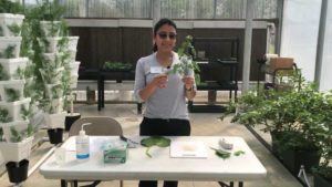 New Videos Offer Production Tips for Greenhouse Vegetable Growers