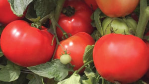 A New Wearable Stress Sensor for Crops