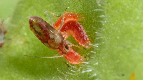 Manage Greenhouse Tomato Pests With Natural Enemies
