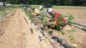 Reduce Your Risks When Growing Hemp