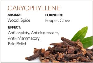 4. Caryophyllene