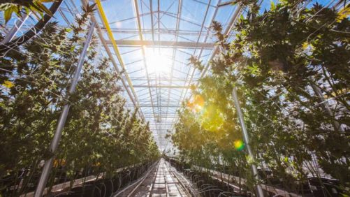A Look Inside Copperstate Farms, the Largest Cannabis Greenhouse in the U.S.