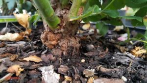 Researchers Tackle Crown Gall in Woody Ornamentals