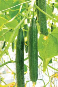 Cucumber 'Poniente' (Harris Seeds)