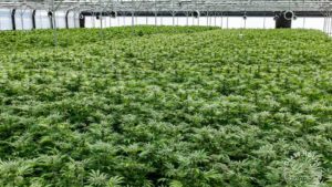 How California Cannabis Research Is Addressing Environmental Impacts