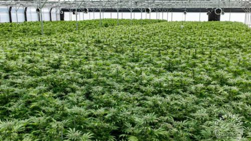 How California Cannabis Research Is Addressing Environmental Impacts