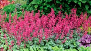 Check Out New Plant Variety Videos From Benary and Terra Nova Nurseries