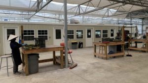 How Two Leading Growers Look Different — and Better? — in Response to COVID-19