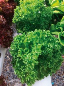 Lettuce 'Cristabel' (Enza Zaden)