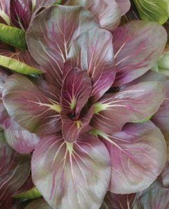 Mustard 'Scarlet Red Tatsoi' (Seeds by Design)