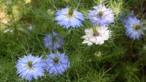 In the Year of the Beast, Horticulture Has Become Essential! Who Knew?