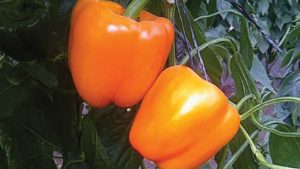 Sakata Hires Experienced Scientist to Boost its Biotechnology Research