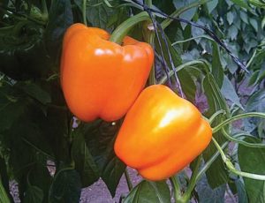 Pepper 'Orenji' (Sakata Vegetables)