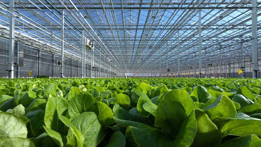 Are You Doing Enough to Minimize Food Safety Risks in Your Greenhouse?