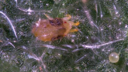 Five Ways to Control Mites in the Greenhouse, Courtesy of the Experts
