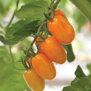 Tomato 'Bamborange' (Syngenta)