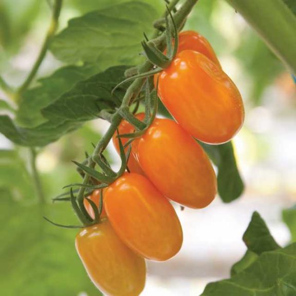 Tomato 'Bamborange' (Syngenta)